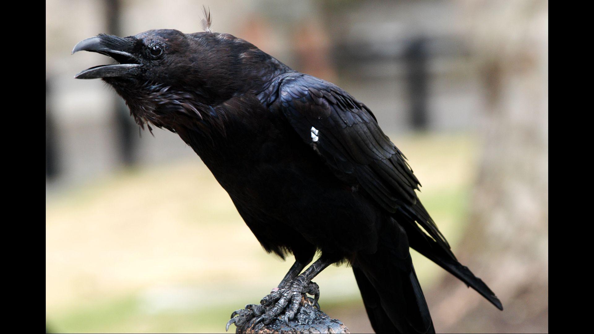the lonely raven roblox