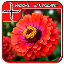 Zinnias Design Ideas APK