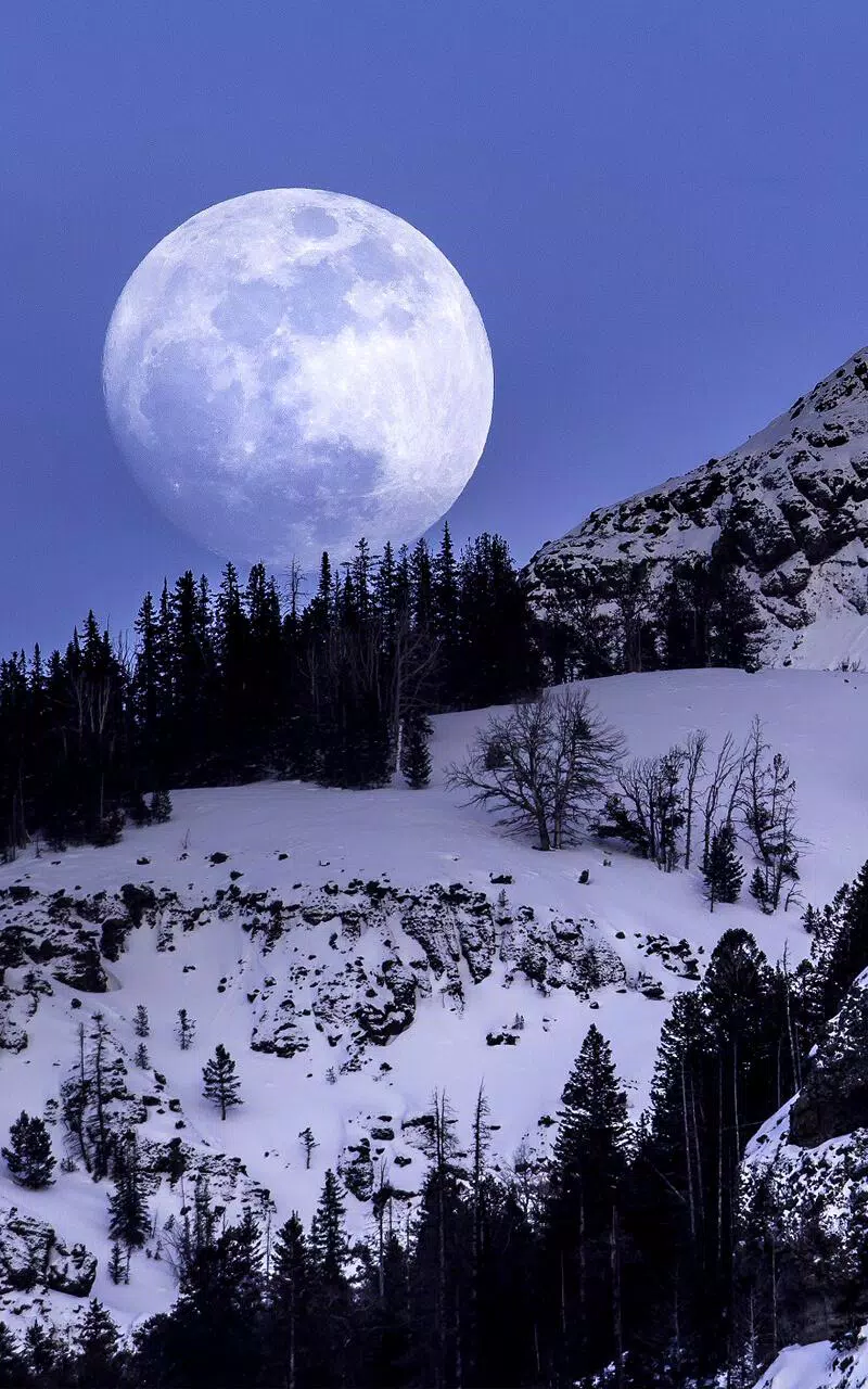 下载月光下的动态壁纸的安卓版本