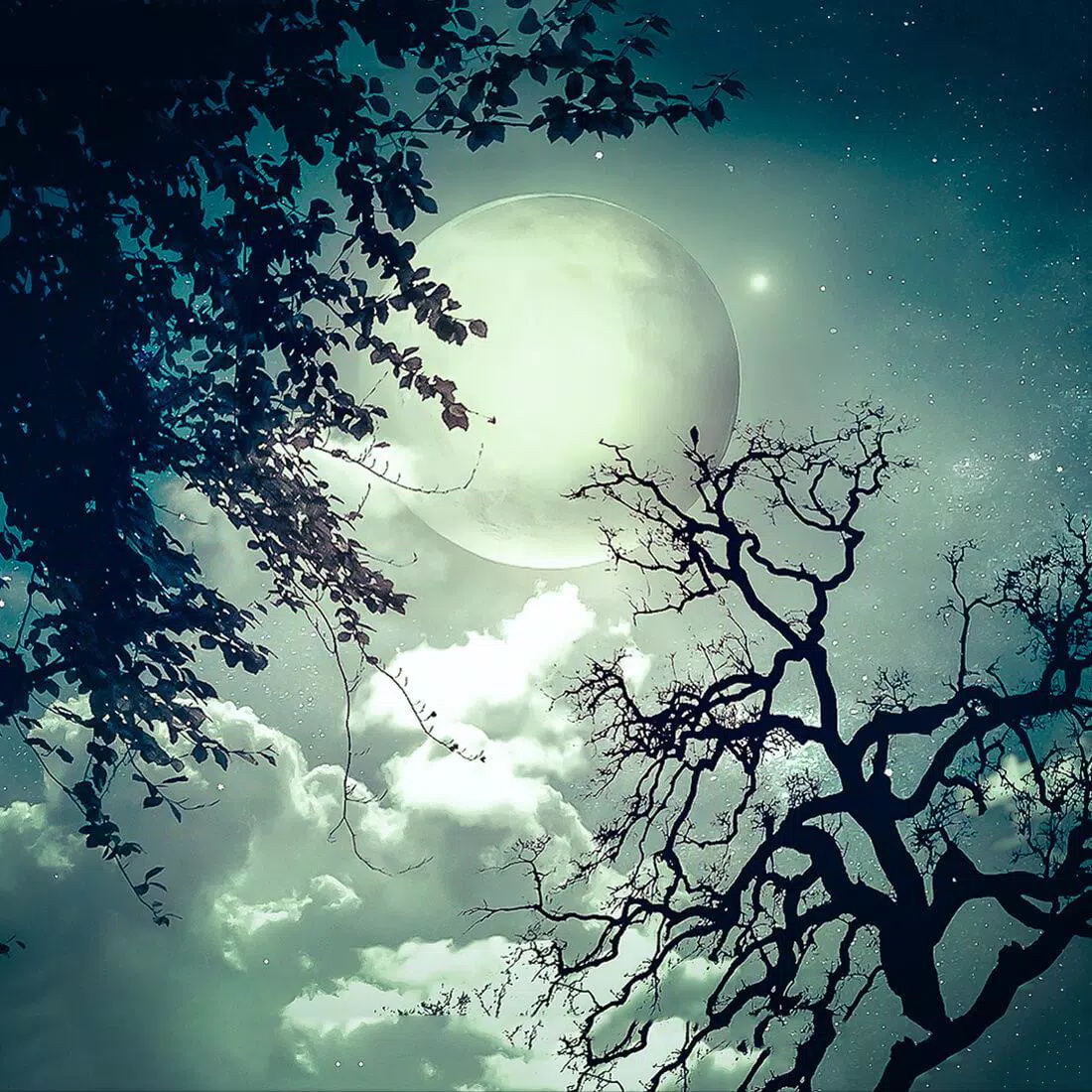 下载月光动态壁纸的安卓版本