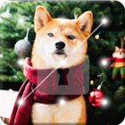 Beautiful Shiba Inu Dog Screen Lock icône