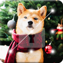 Beautiful Shiba Inu Dog Screen Lock-APK