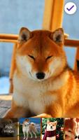 Beautiful Shiba Inu Dog Screen Lock capture d'écran 2