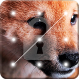 ”Cute Shiba Inu Puppies Screen Lock