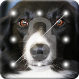 ”Collie Border Nice Dog Screen Lock