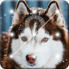 Husky  Dog Screen Lock icône