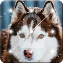 Husky  Dog Screen Lock APK