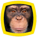 Monkey Sounds APK