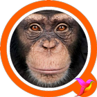 Monkey Sounds icon