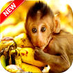 Monkey Wallpaper HD 🐒