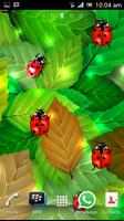 Ladybug Free Live Wallpaper 海报
