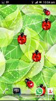 Ladybug Free Live Wallpaper 截图 1