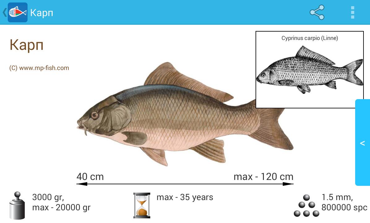 Три рыбы россии. Рыбы России. Энциклопедия рыб. Приложение определитель рыбы. Cyprinus Carpio распространение.