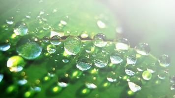 Water drop and nature. HD LWP 截图 1