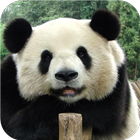 Cute panda. Live wallpapers أيقونة