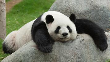 Cute panda. Live wallpapers 截圖 2
