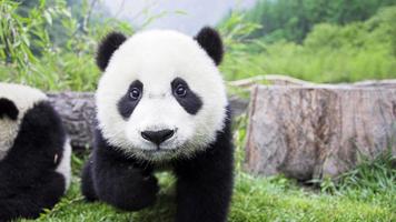 Cute panda. Live wallpapers الملصق