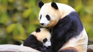 Cute panda. Live wallpapers اسکرین شاٹ 1