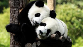 Cute panda. Live wallpapers اسکرین شاٹ 3