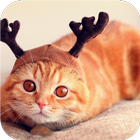 Reindeer cat. Live wallpapers иконка