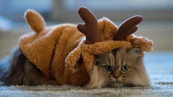 Reindeer cat. Live wallpapers اسکرین شاٹ 1