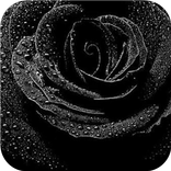 Black flower. Live wallpapers