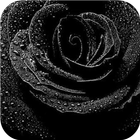 Icona Black flower. Live wallpapers