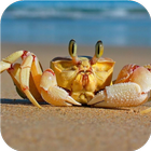 Crab. Live wallpapers icône