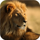 African Lions. Live wallpapers biểu tượng