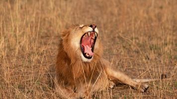 برنامه‌نما African Lions. Live wallpapers عکس از صفحه
