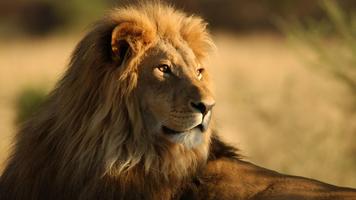 African Lions. Live wallpapers bài đăng
