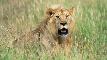 African Lions. Live wallpapers ảnh chụp màn hình 1