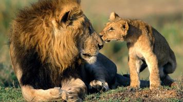 African Lions. Live wallpapers اسکرین شاٹ 2