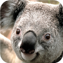 Koala. Live wallpapers APK