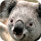 Koala. Live wallpapers icono