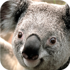 Koala. Live wallpapers ikona