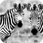 Zebra style. Live wallpapers آئیکن