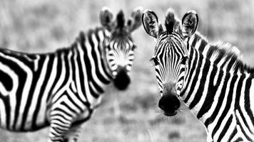 Zebra style. Live wallpapers plakat