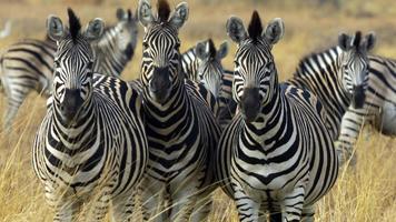 برنامه‌نما Zebra style. Live wallpapers عکس از صفحه