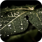 Drops on leaf. Live wallpapers icône