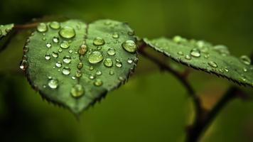 3 Schermata Drops on leaf. Live wallpapers