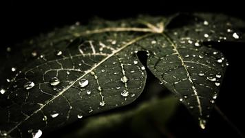 Drops on leaf. Live wallpapers постер