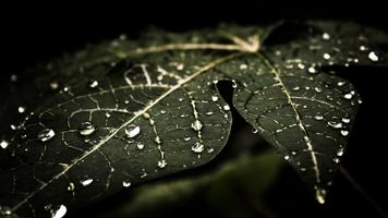 Drops on leaf. Live wallpapers 海报