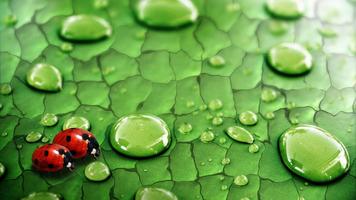 Drops on leaf. Live wallpapers اسکرین شاٹ 1