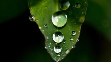 Drops on leaf. Live wallpapers screenshot 2