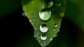 Drops on leaf. Live wallpapers 스크린샷 2