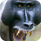 Baboon. Live wallpapers icon