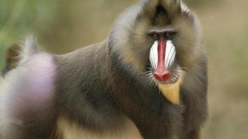 Baboon. Live wallpapers ภาพหน้าจอ 2