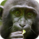 Monkey face. Live wallpapers APK