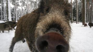 Wild Boar. Live wallpapers постер